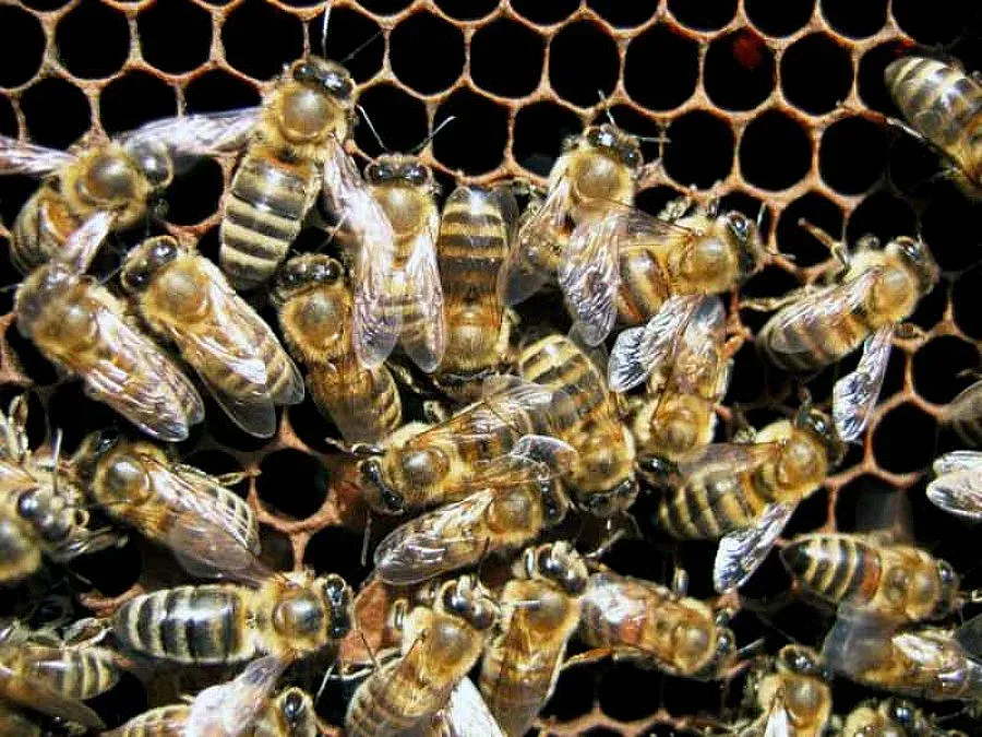 Пчелите в потрес от топлото време