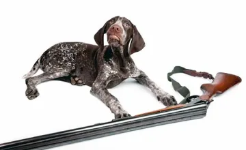 Прецедент! Куче отново простреля ловец