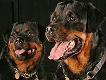 25 ротвайлера разкъсаха собственичката си