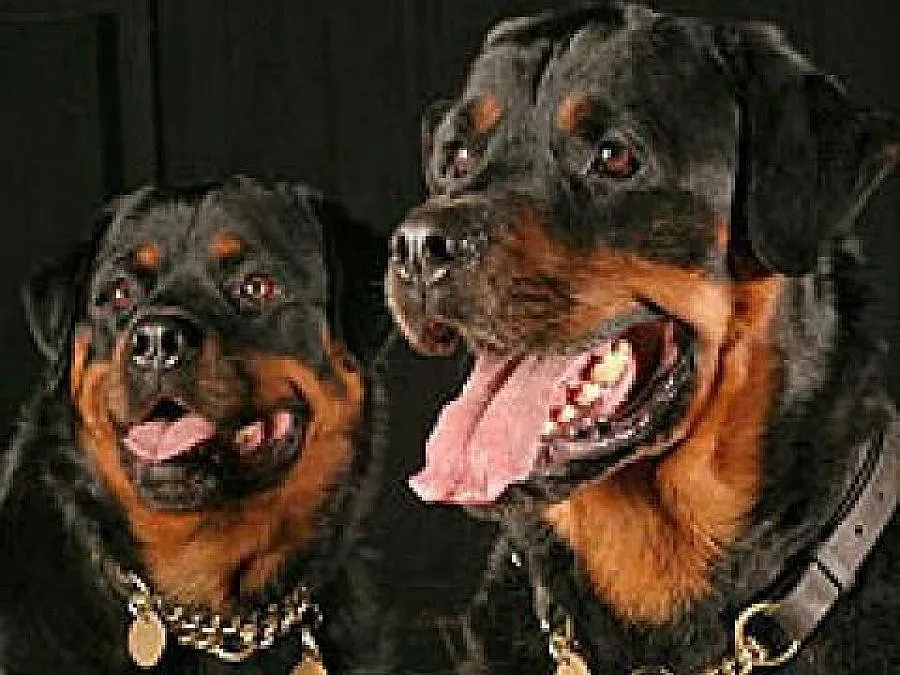 25 ротвайлера разкъсаха собственичката си