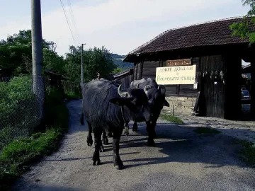 Дават 300 лева за бивол, 29 за овца