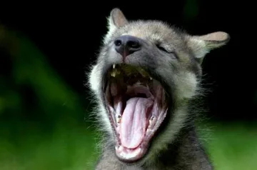 Прозявката била признак на интерес