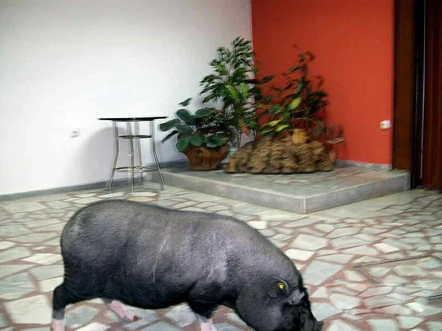 Азиатски шопар играе в коледен цирк със Снежанка