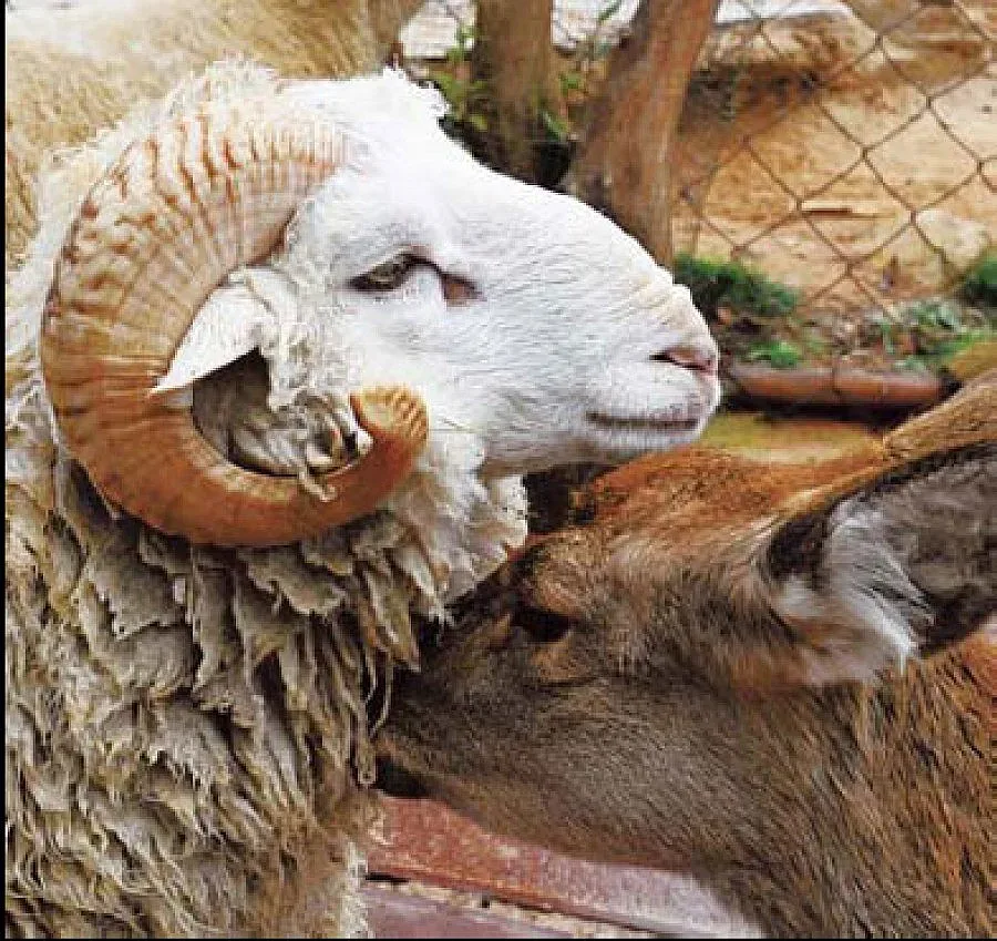 Овен и кошута се залюбиха в зоопарк