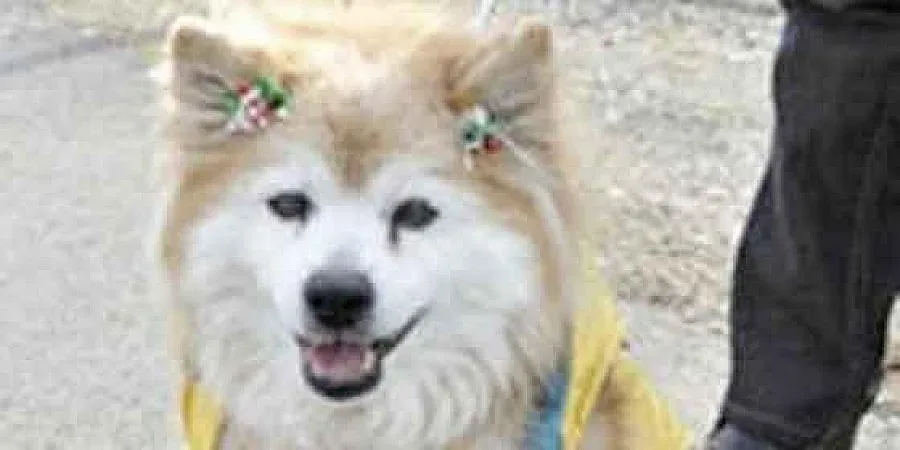 Почина най-старото куче в света