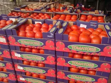 Борси опустяват заради изискването за регистрация