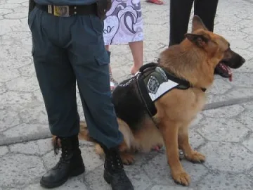 Баба губи внуче, 2-годишното момиче изкара цяла нощ само в гората