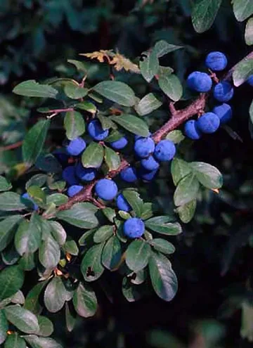 Ракия от трънки смени гроздовата в Петричкия край