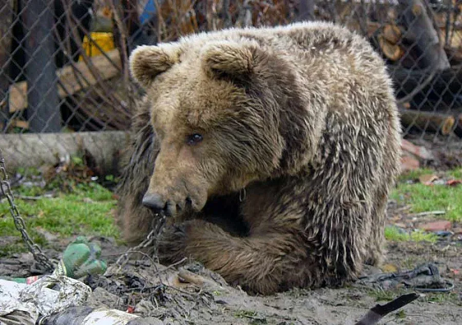 20 мечки вече спят дълбоко в Белица