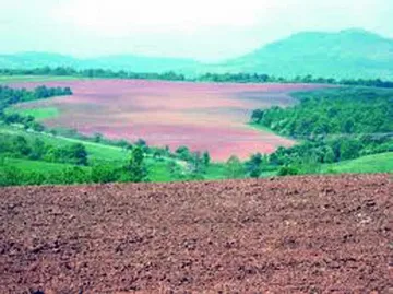 Разпродават 1 млн. дка земеделска земя догодина  