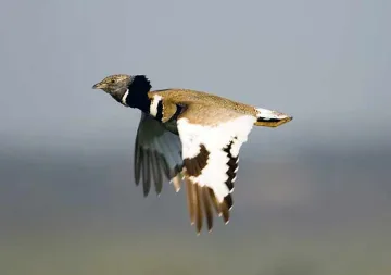 Изчезнала преди години птица видяна край Шабла