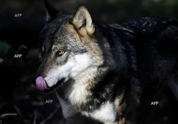 Вълк беглец стана звезда в САЩ 