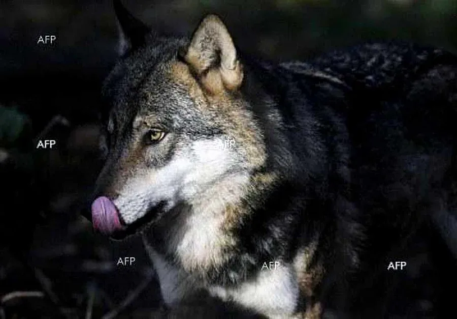 Вълк беглец стана звезда в САЩ 