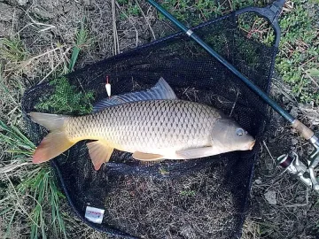 Бракониери плячкосват чужд язовир за Никулден