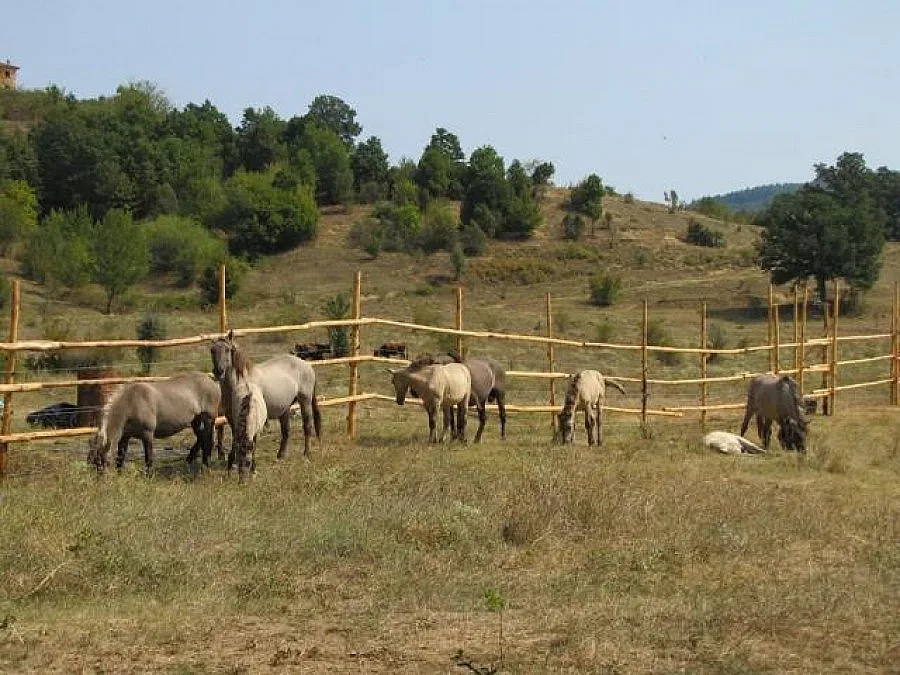 Първите тарпани се населват вече  в Родопите