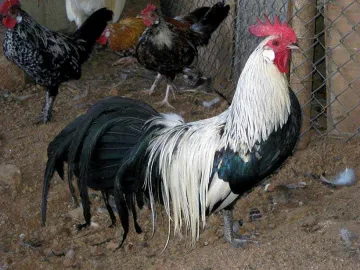 Екзотични кокошки на изложение във Видин 