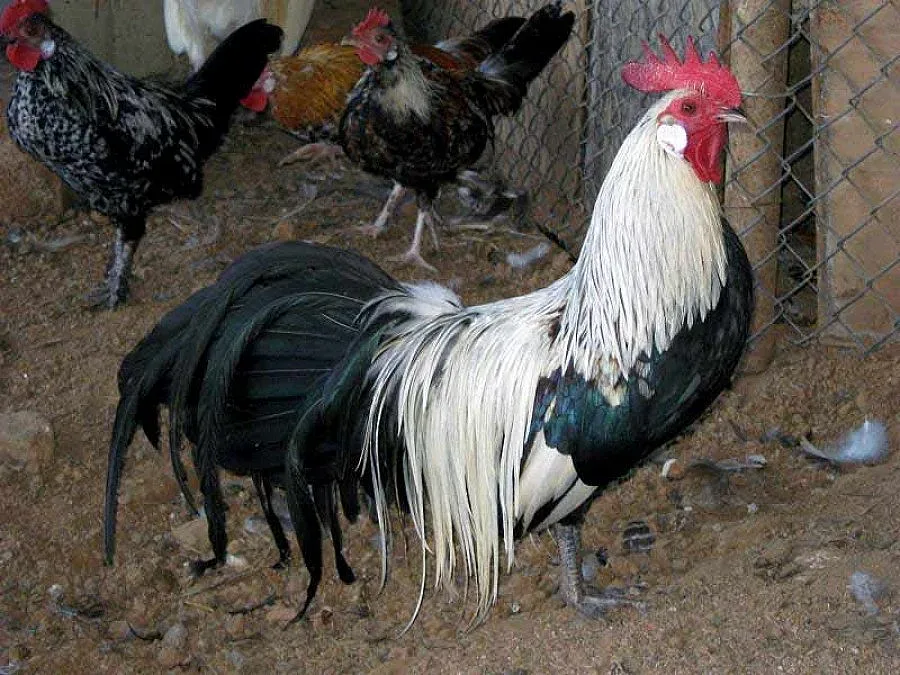 Екзотични кокошки на изложение във Видин 