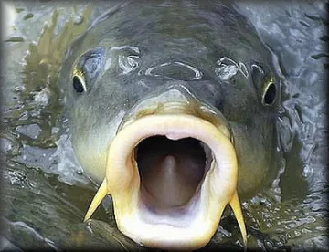 Шаранът пада за Никулден