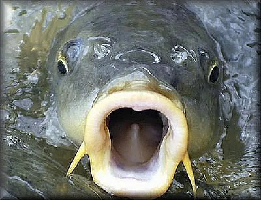 Шаранът пада за Никулден