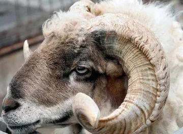 Разярен овен уби стопанката си