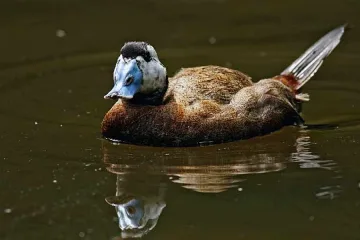 Първите тръноопашати потапници се появиха в Бургаското езеро  