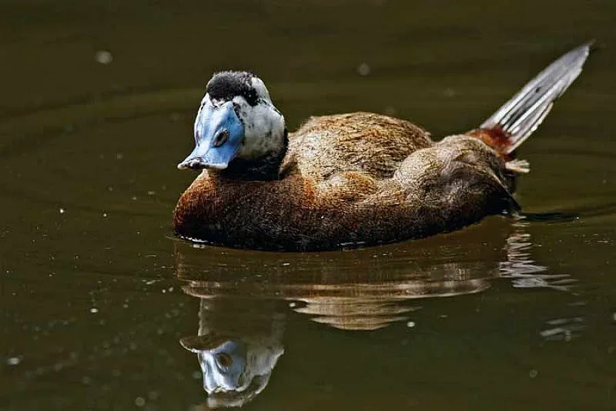 Първите тръноопашати потапници се появиха в Бургаското езеро  
