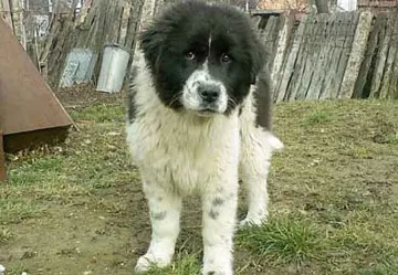 БГ овчарки се надпреварват в Благоевград