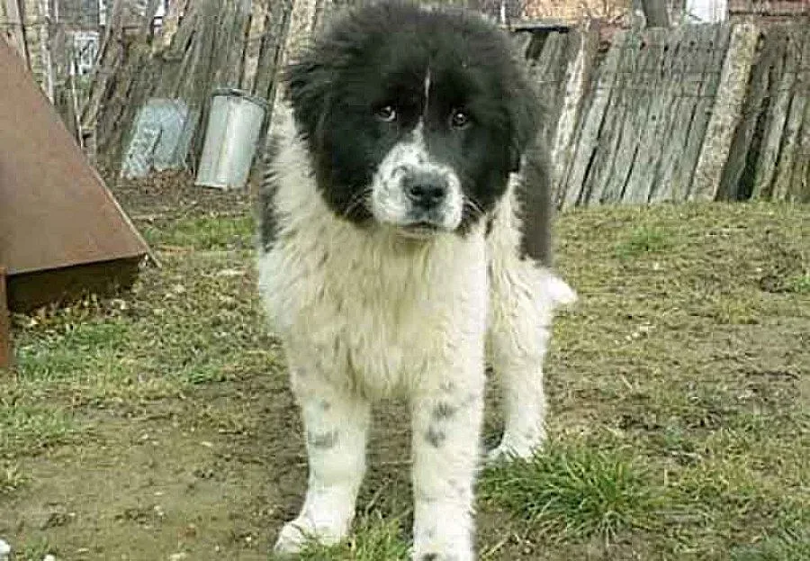 БГ овчарки се надпреварват в Благоевград