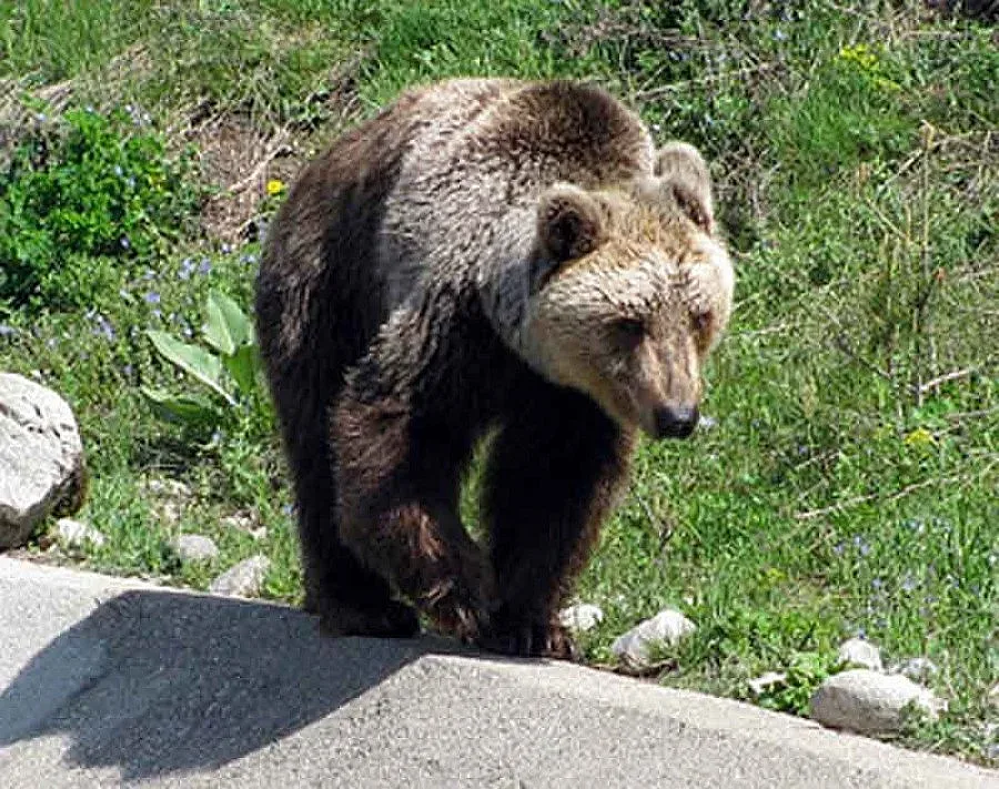 Десет мечки кръстосват Витоша, пейте си песнички на излет