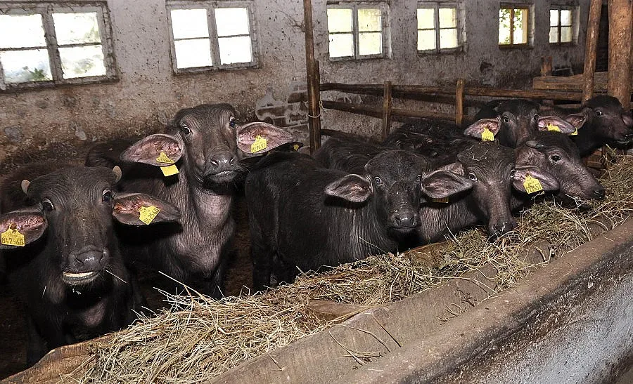 10 000 лева и ставаш фермер