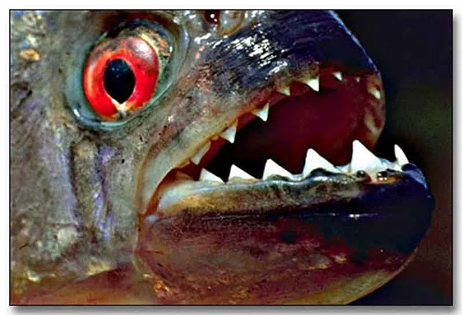 Кръвожадни пирани ядат туристи в Бразилия