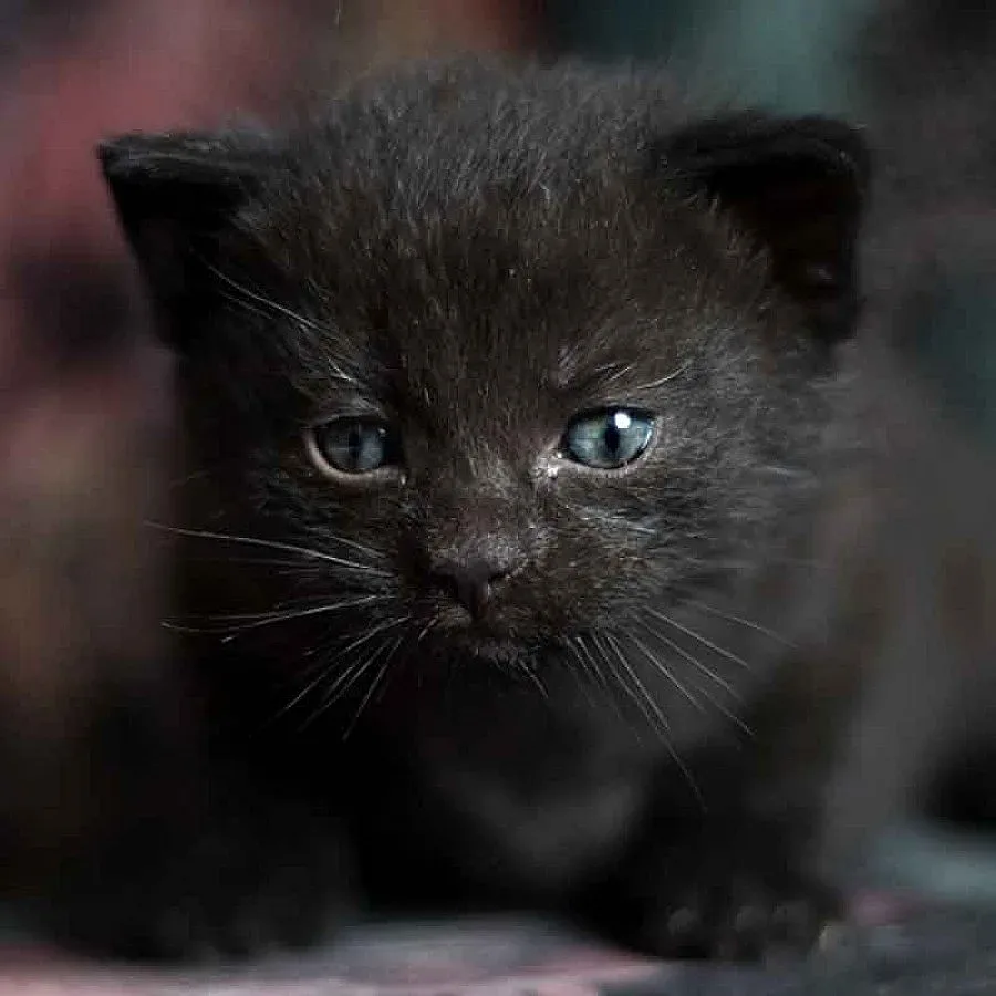 Гигантски котки  без опашки в София