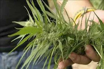 Откриха оранжерия за марихуана в апартамент