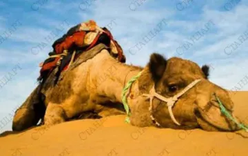 Молдова спаси 20 наши камили