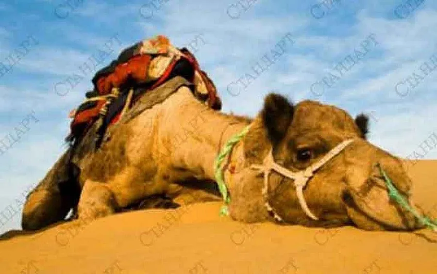 Молдова спаси 20 наши камили