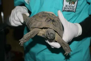 Костенурки вкарват Цар Киро на топло за 3 г.