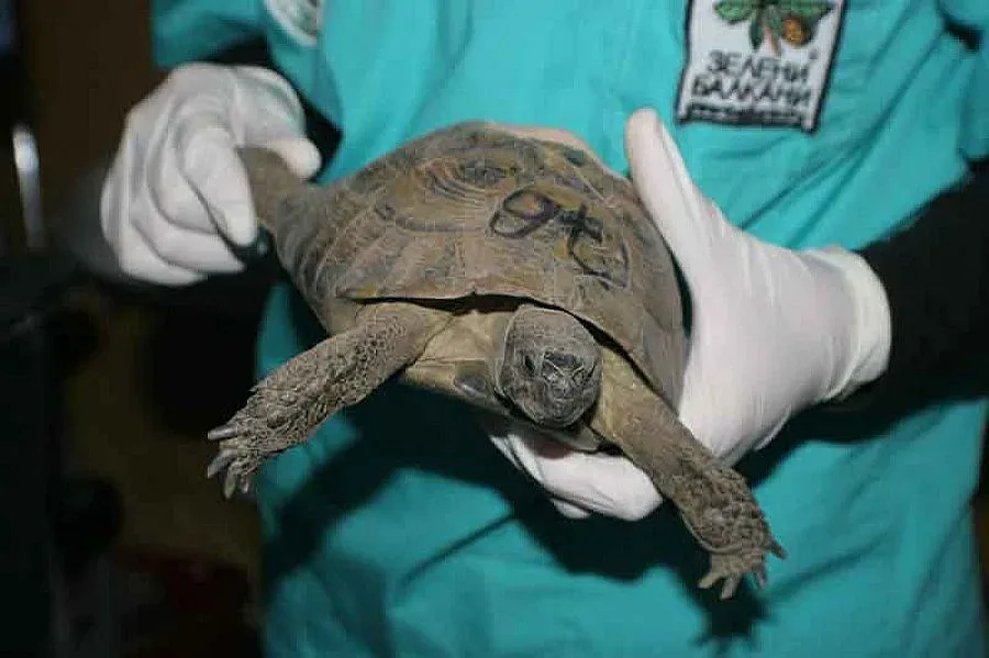 Костенурки вкарват Цар Киро на топло за 3 г.