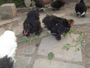 Тъща отмъсти на зет, храни кокошки с джибри