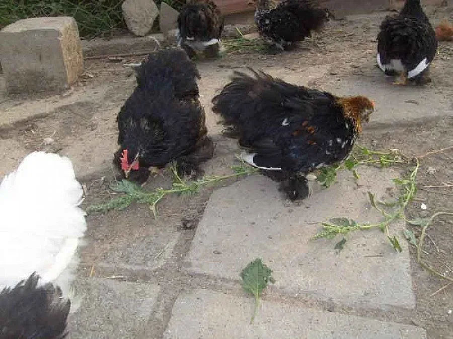 Тъща отмъсти на зет, храни кокошки с джибри