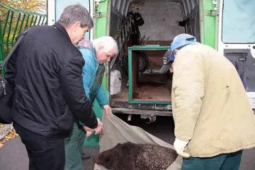 Трампят мечета за бодливи свинчета