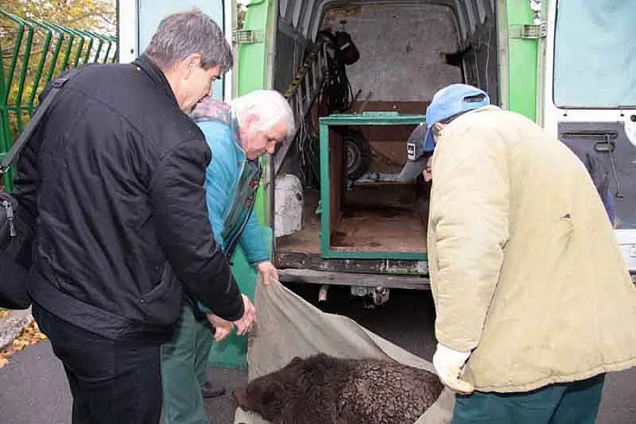 Трампят мечета за бодливи свинчета