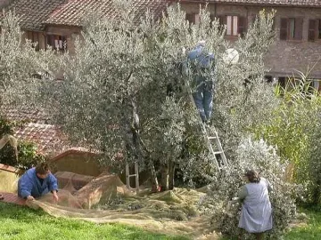 Банскалии берат маслините на Атон