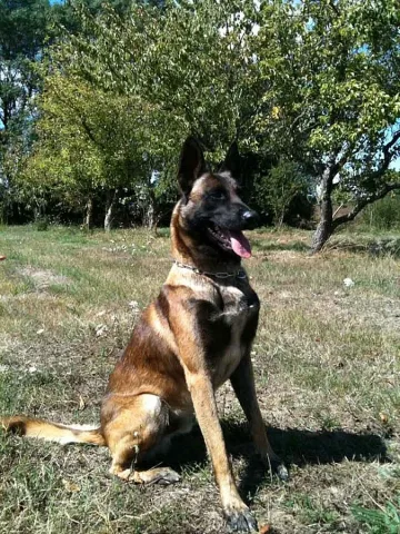 Куче получи медал за 1700 ареста 