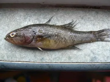 Наши учени хванаха риба от Ледниковата епоха