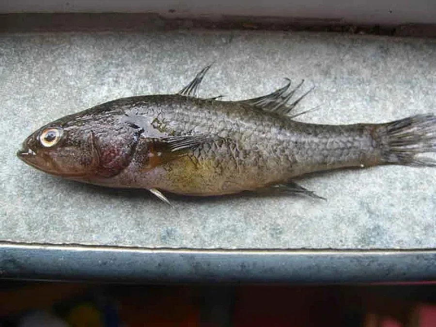 Наши учени хванаха риба от Ледниковата епоха