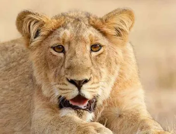 Лъв паникьоса пътници във влак