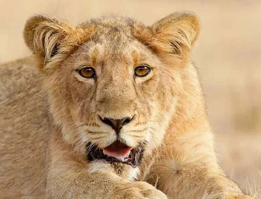 Лъв паникьоса пътници във влак