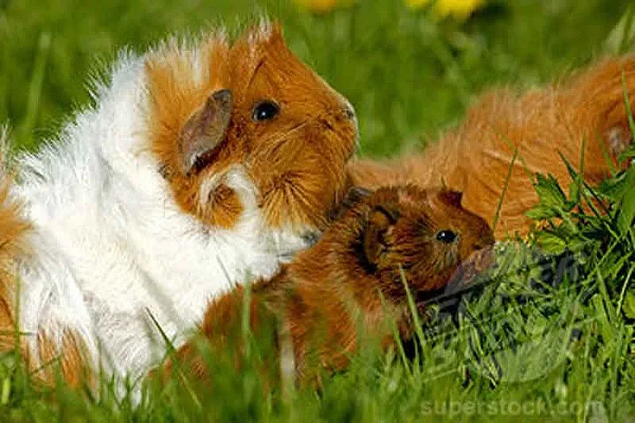 Предлагат морски свинчета под наем