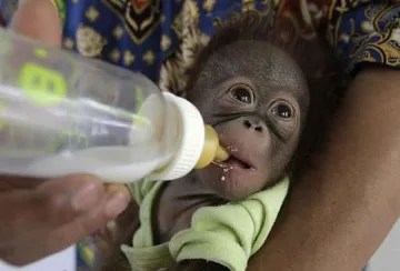 Гледат орангутанче като бебе (ВИДЕО)