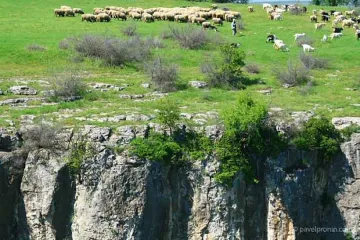Авджия уби овчарско куче и овца, пастирът оцеля